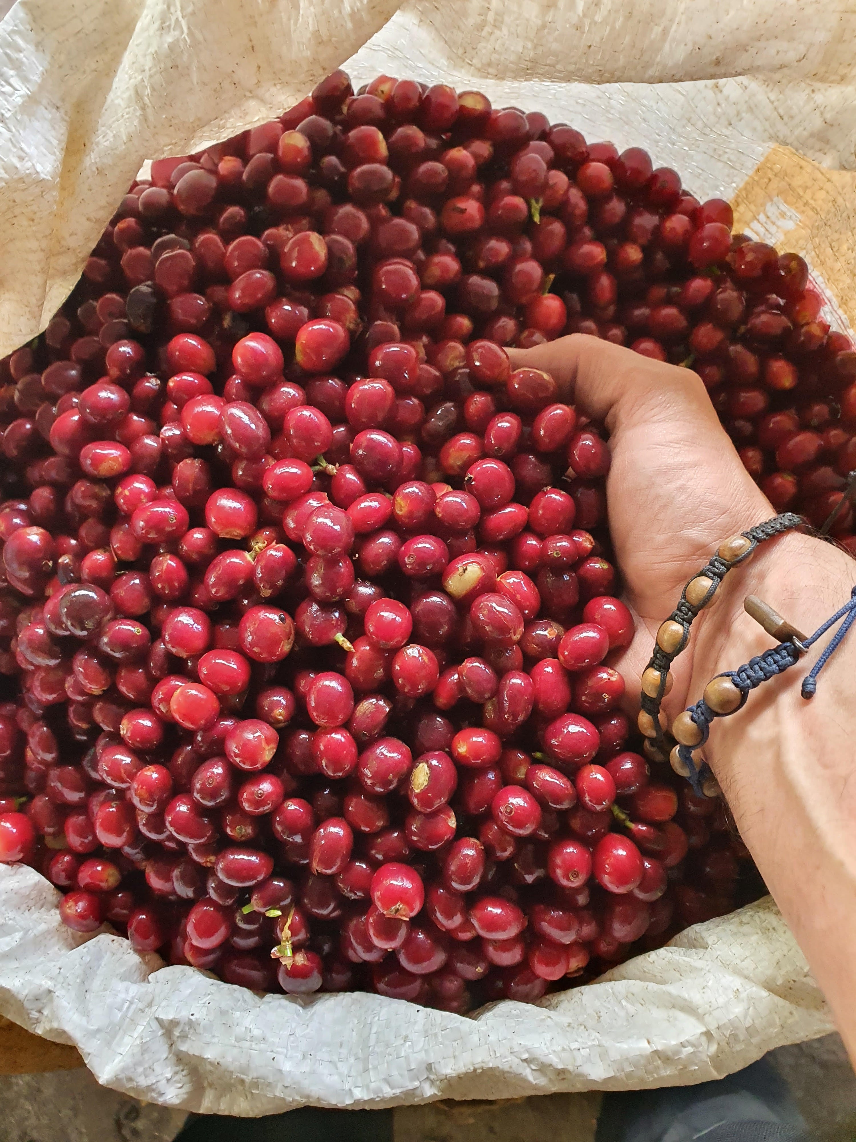 Café "single origin" ou Assemblage : quelle est la différence ?