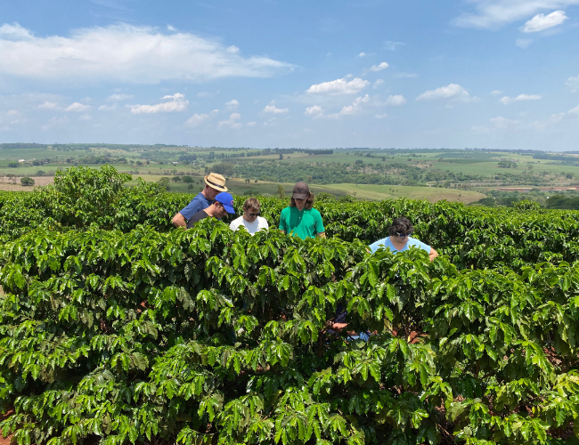 Photo plan de café au Brésil